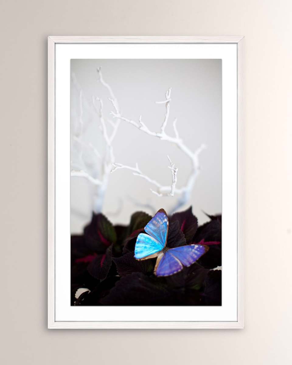 "Velvet Butterfly" Framed Giclee Print by Zoe Bios